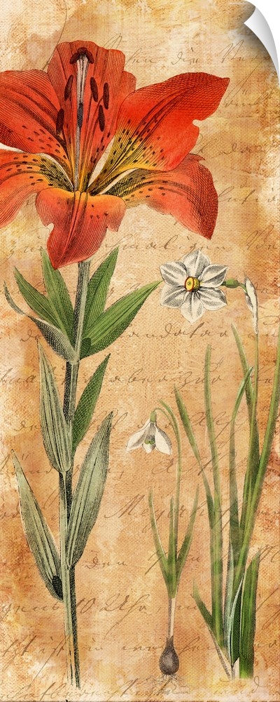 Illustration of a large red lily and smaller white lilies.