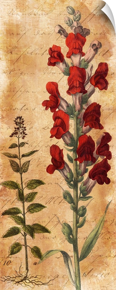 Illustration of a snapdragon with red flowers.