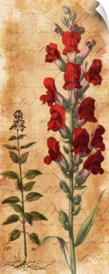 Calligraphy Botanical Snapdragon