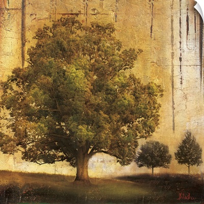 Aged Tree II