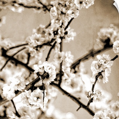 Black and White Blossoms I