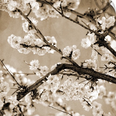 Black and White Blossoms II