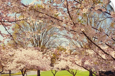 Blossom Beauty II