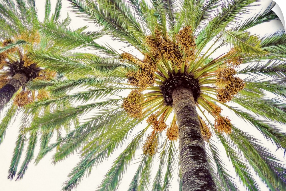 View from below of the tops of two palm trees with leafy fronds.