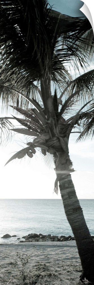 Cool Bimini Palm I