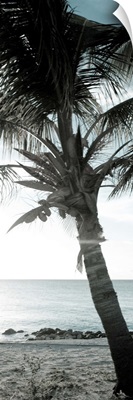 Cool Bimini Palm I