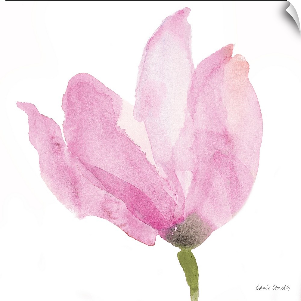 A watercolor painting of a pink flower.