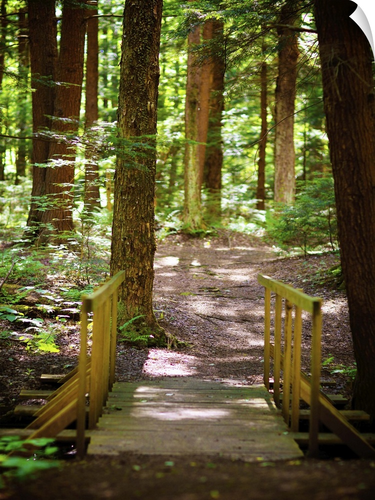 A shady path through a verdant forest.