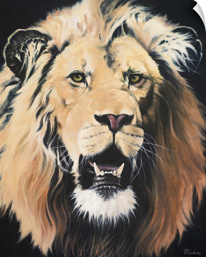 Portrait of a lion roaring.