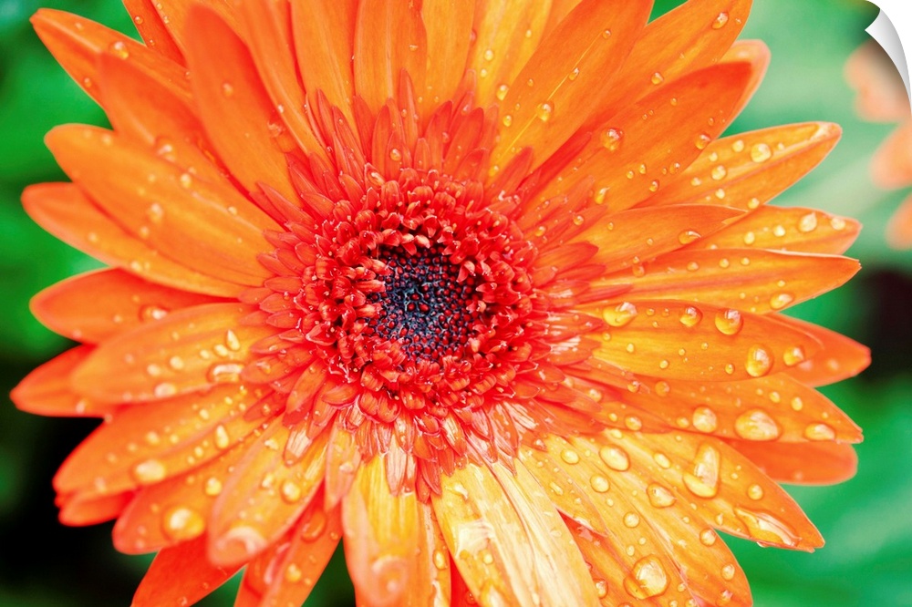 Close-up photograph of a vibrant orange flower with water droplets on the petals.