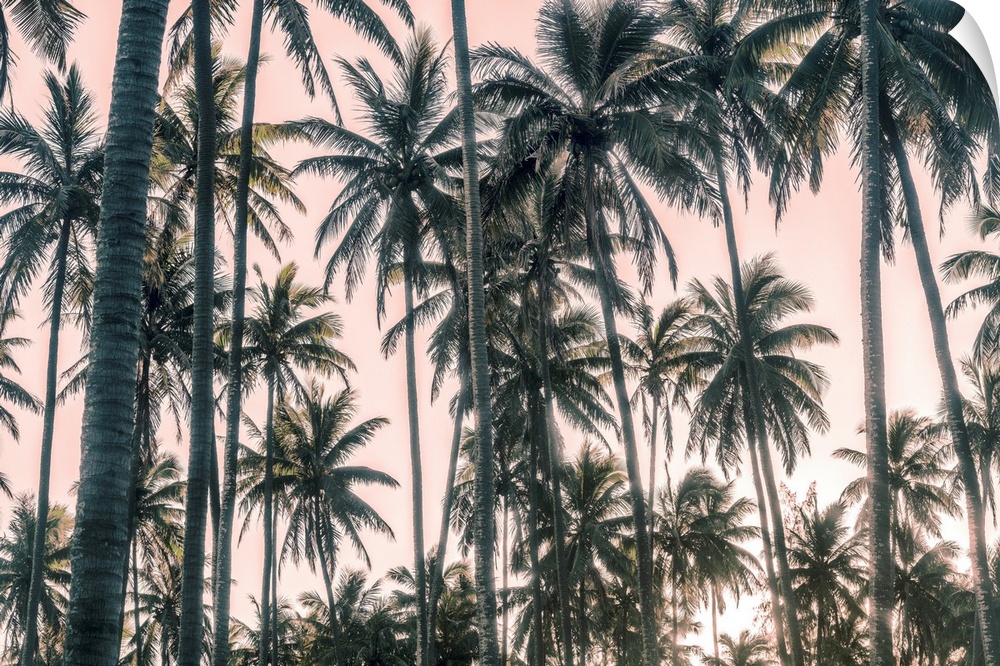 Palms View On Pink Sky I