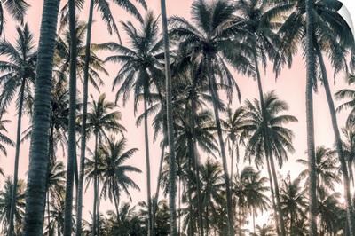 Palms View On Pink Sky I