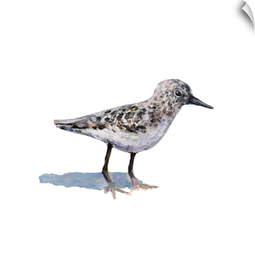 Square painting of a sandpiper on a solid white background.