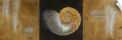 Seashells II