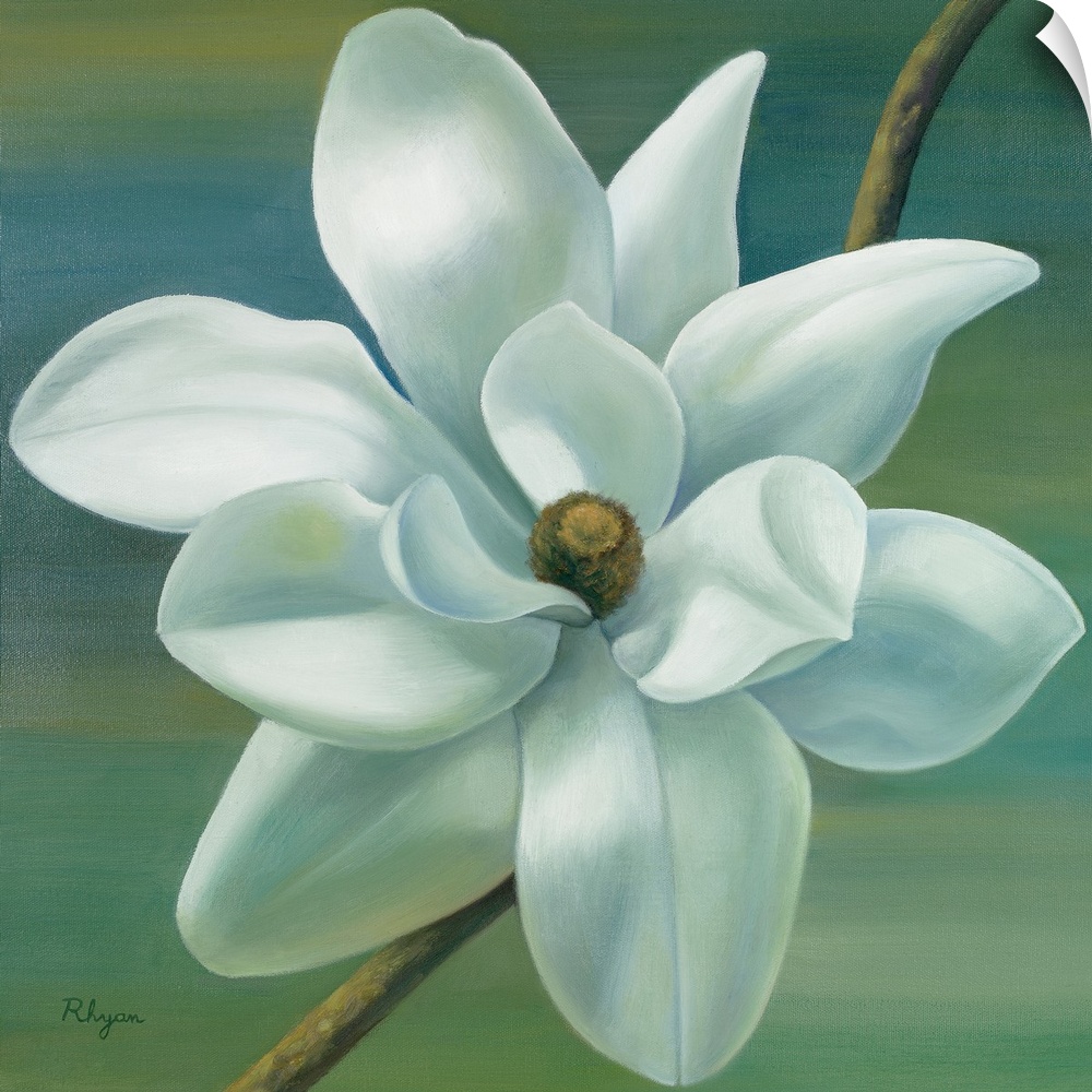 Giant, square, floral painting of a fully bloomed star magnolia on a thin branch, on a background of transitioning cool to...