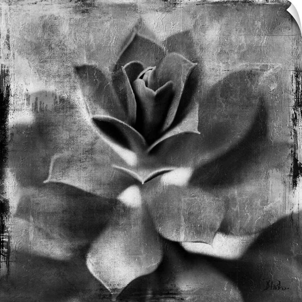 Black and white artwork of a succulent plant with textured accents.
