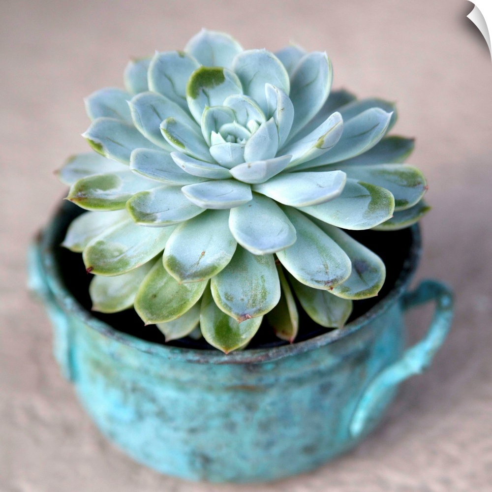 Close-up photograph of a little succulent planted inside a rustic blue pot.