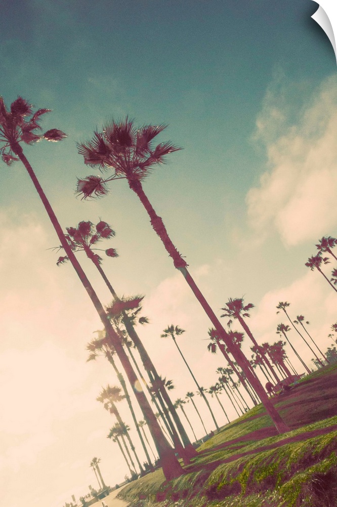 Tall palm trees lining the beach in the early morning in Venice Beach.