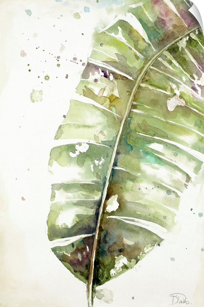 A watercolor painting of a green toned plantain leaf.