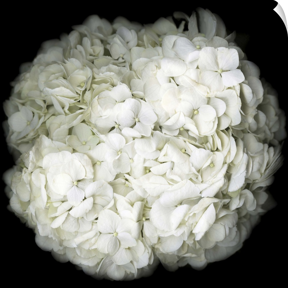 Square photograph of a white Hydrangea close-up on a dark black background.