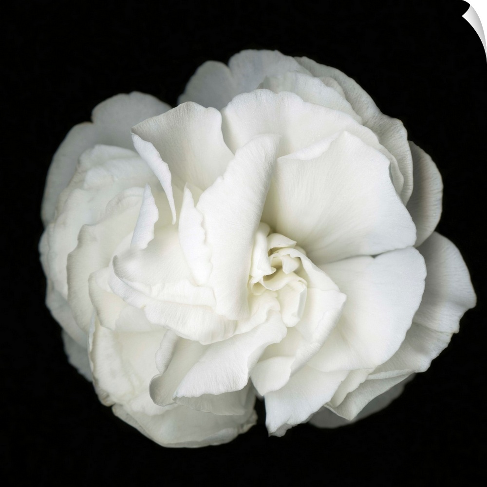 Square photograph of a soft white flower on a dark black background.