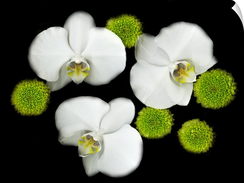 Photograph of three white orchids from overhead with round, bright green flowers surrounding them on a black background.