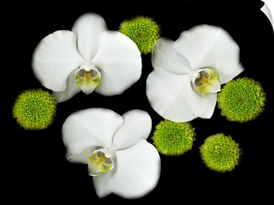 White Orchids Original Color Photography