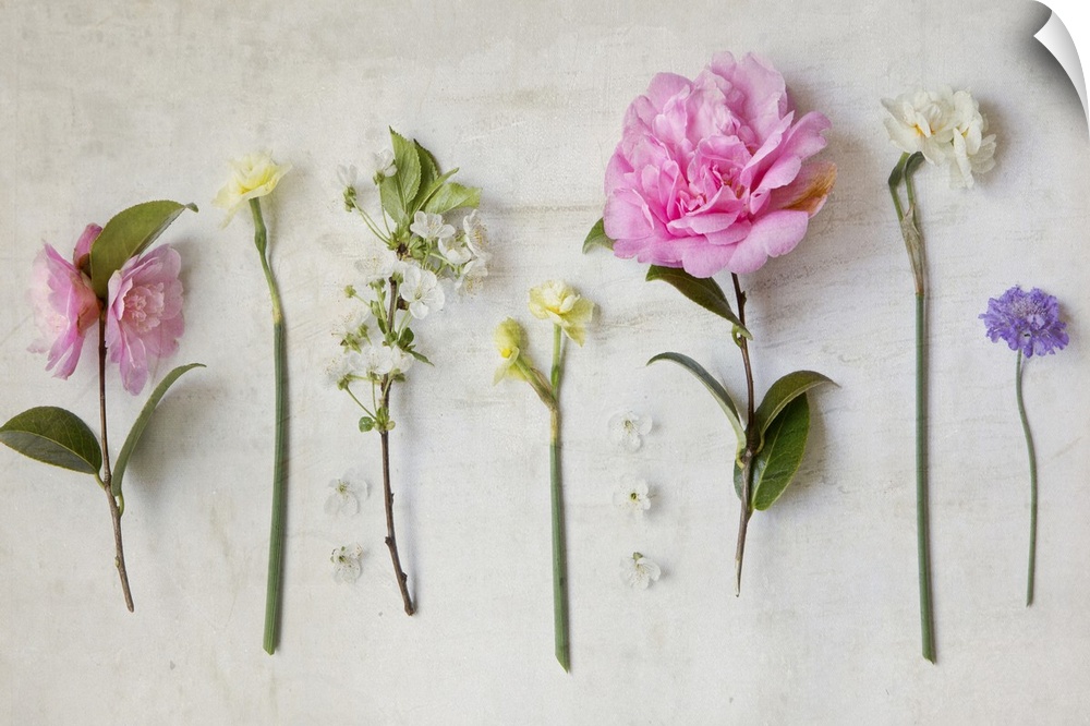 Photograph of different floral plants on a rustic looking background.