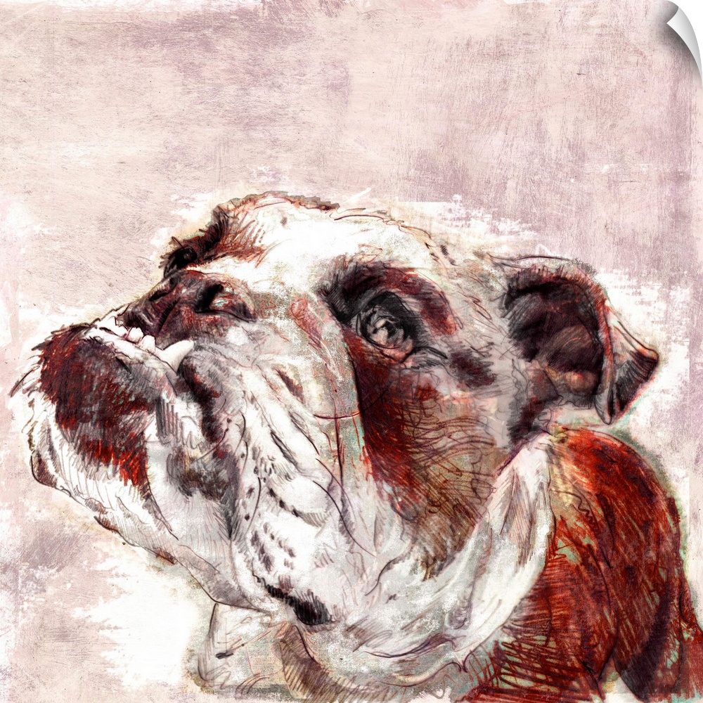 Contemporary painting of an English Bulldog.