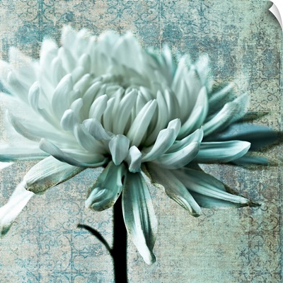 Chrysanthemum Texture