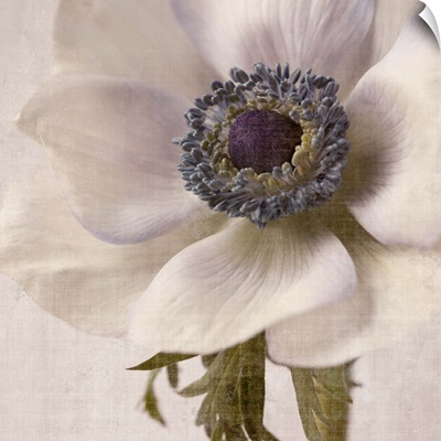 Linen Flower II