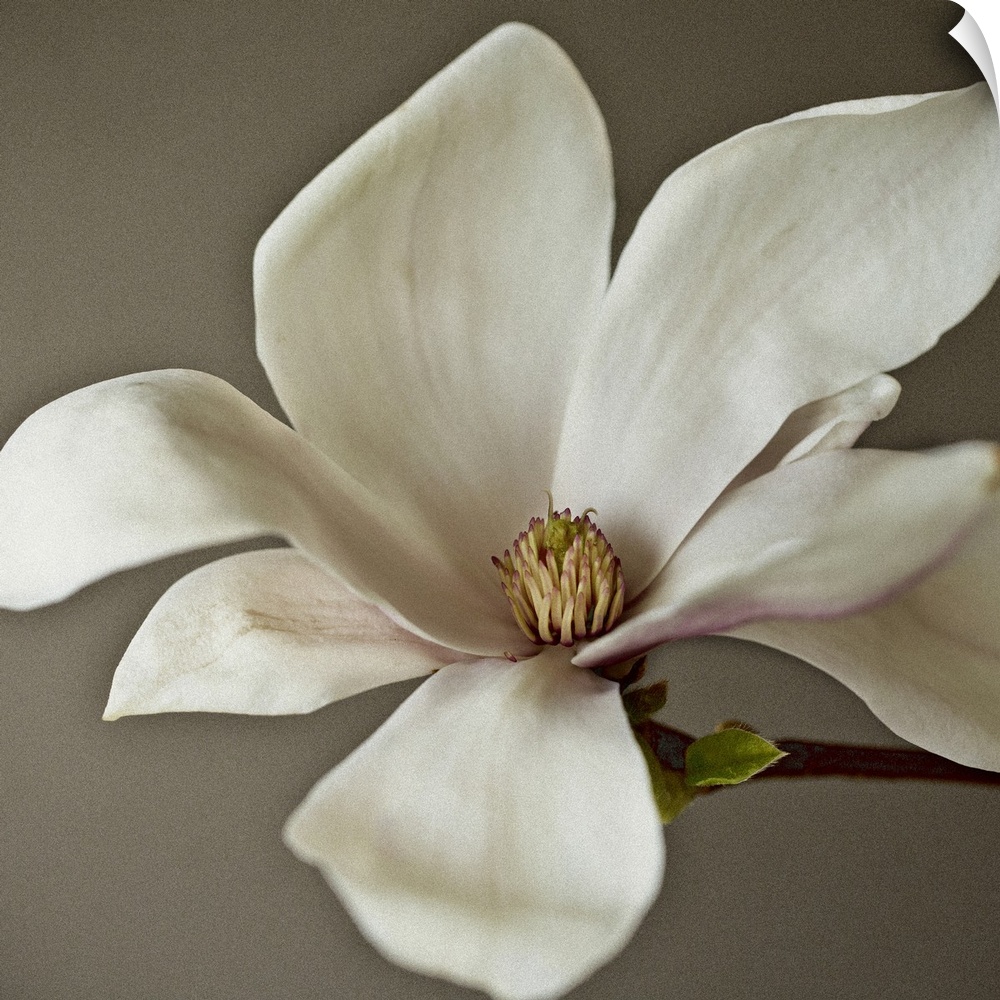 Close up photograph of a white magnolia blossom with soft, broad leaves.