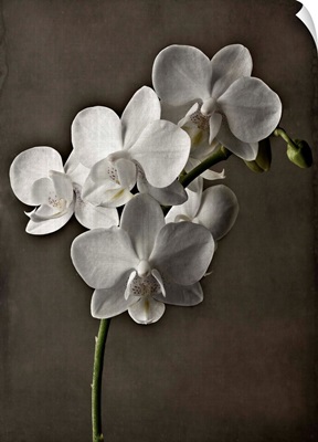Orchid Leaning