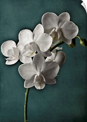 Orchid On Teal