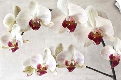 Orchid Stem