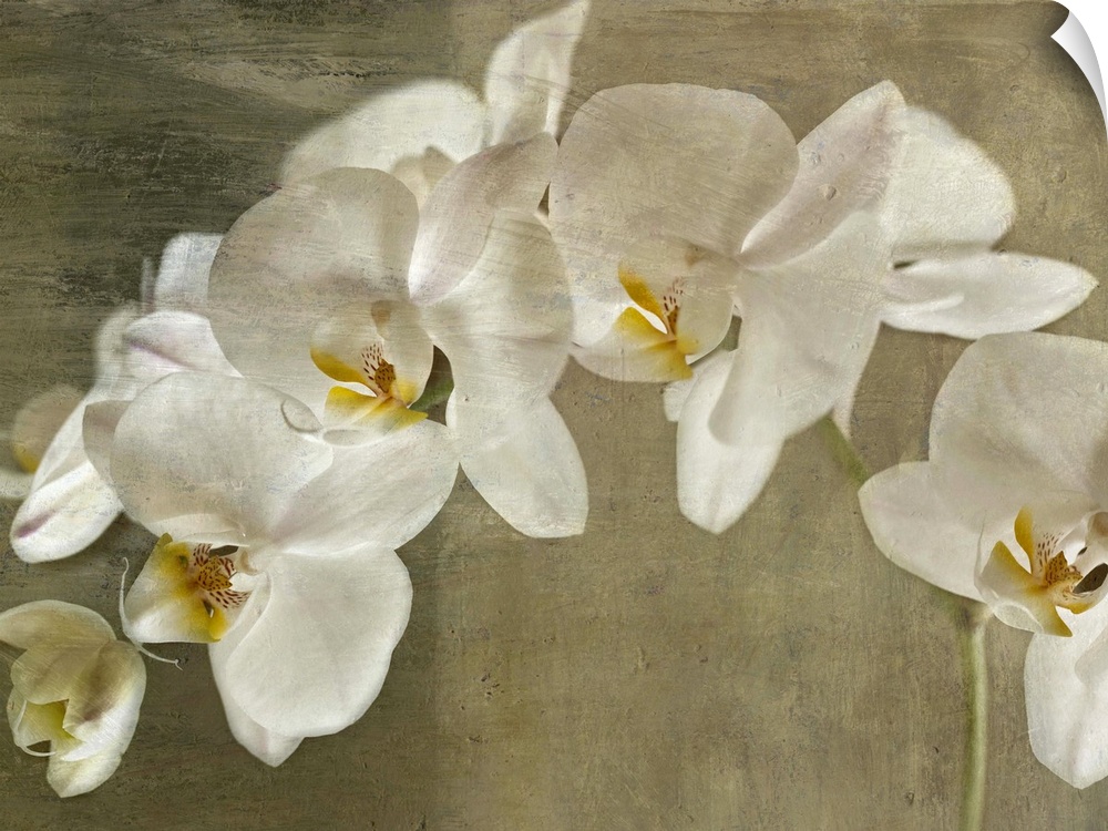Oversized, horizontal, fine art photograph of branch of large white orchids on a neutral background.  The entire image has...
