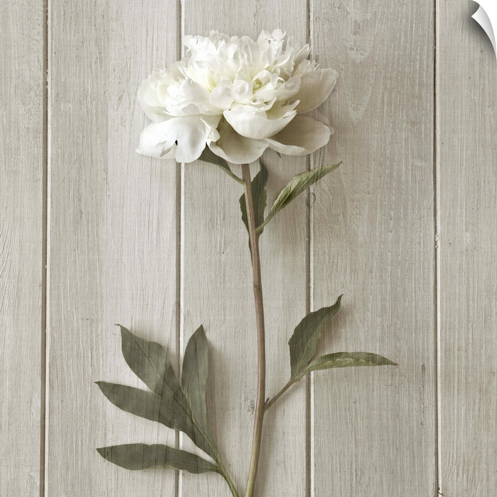 A white peony laying against white wooden boards.