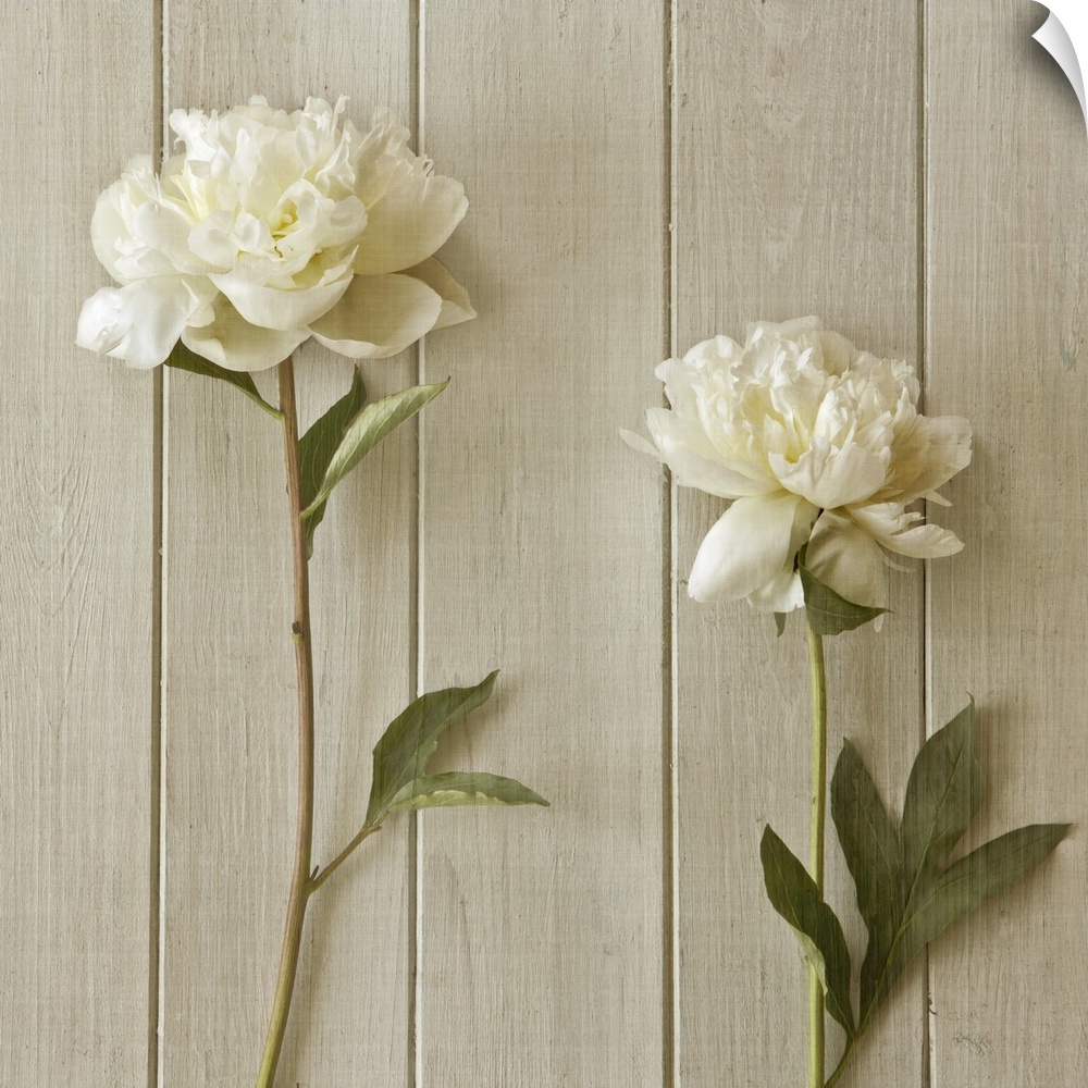 Two Peonies