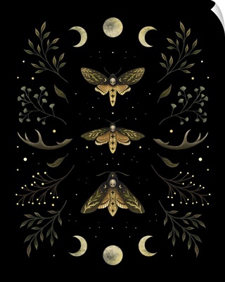 Death Head Moth Night