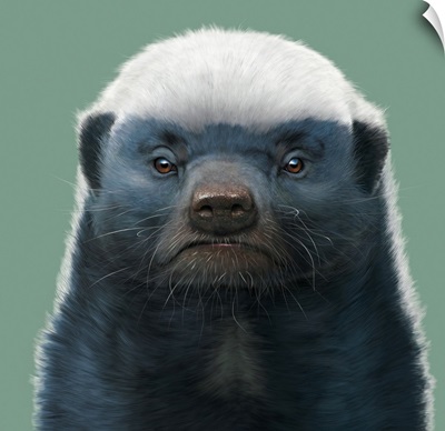 Honey Badger Portrait