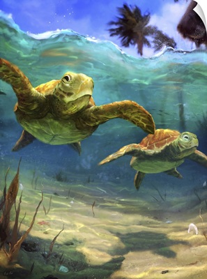 Turtles Underwater