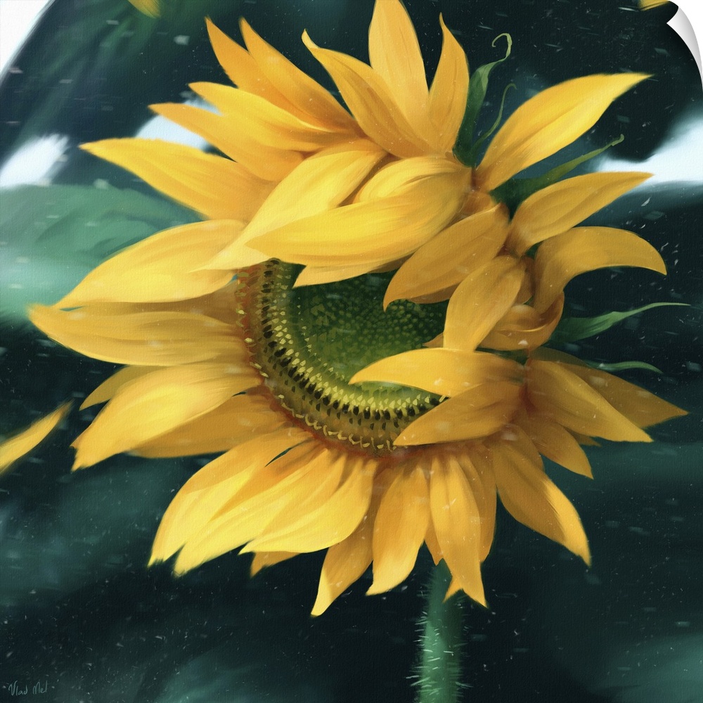 Painting of a sunflower in wind with flying petals.