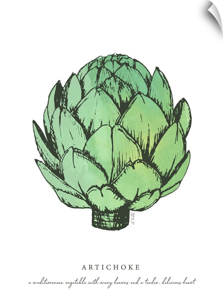 Watercolor and Ink painting of artichokes.