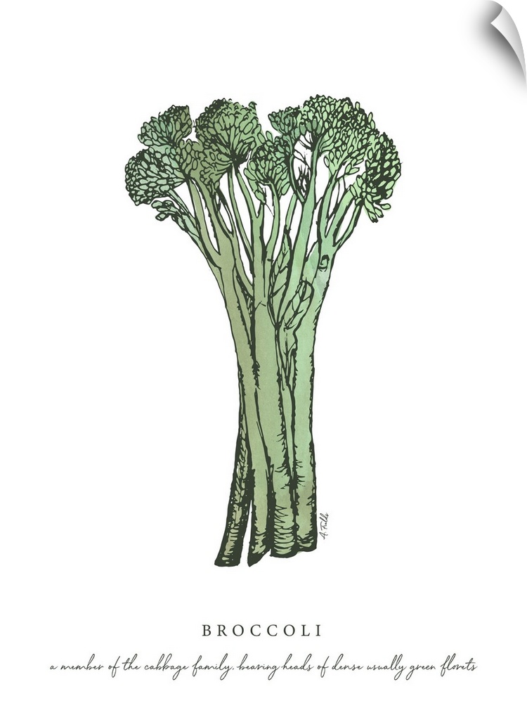 Watercolor and Ink painting of broccoli with script fact.