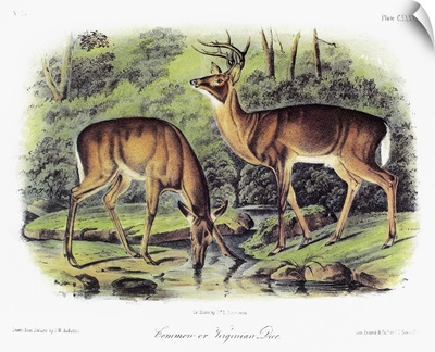 A male and female white-tailed deer