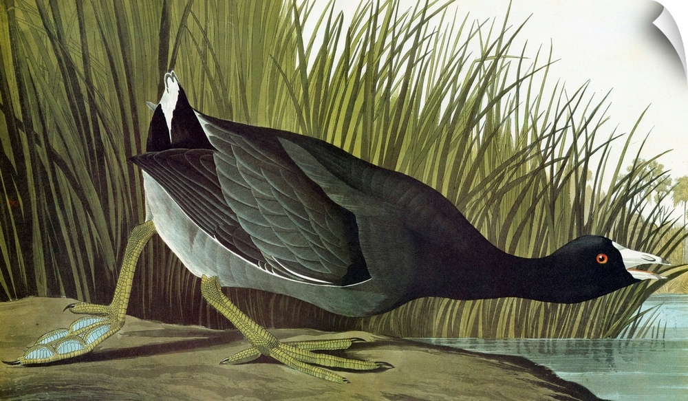 American Coot, or Mudhen (Fulica americana). Engraving after John James Audubon for his 'Birds of America,' 1827-38.