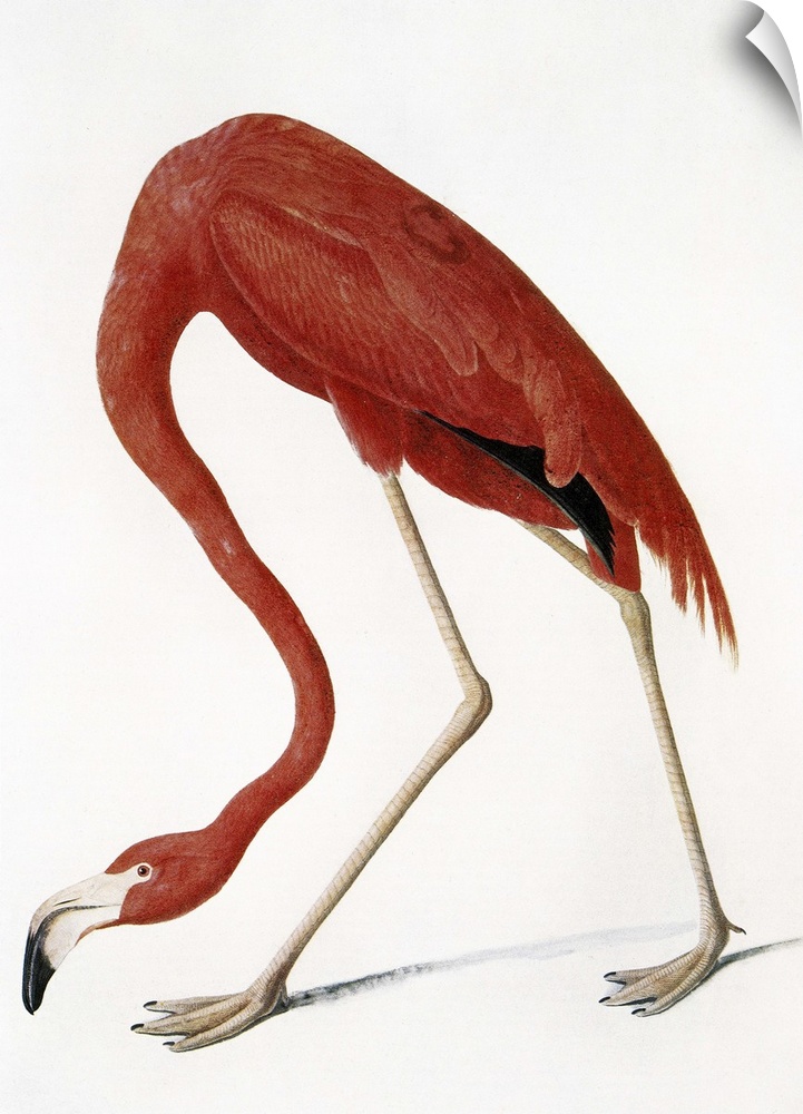 (Phoenicopterus ruber). Watercolor by John James Audubon for his 'Birds of America,' 1827-38.