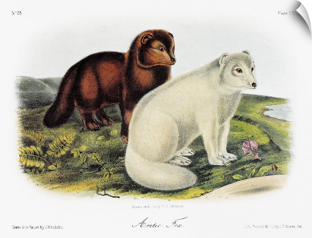 Arctic fox (Vulpes lagopus), in summer (left) and winter fur. Lithograph, c1854, after a painting by John Woodhouse Audubo...