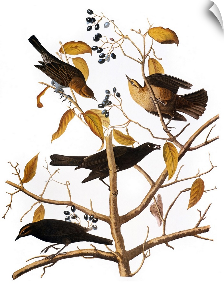 Rusty Blackbird (Ephagus carolinus), after John James Audubon for his 'Birds of America,' 1827-38.