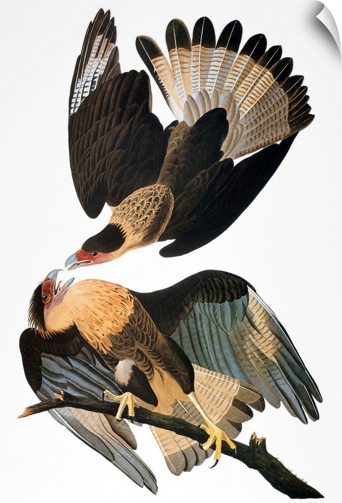 Crested Caracara (Caracara cheriway), also known as the Brazilian Caracara Eagle, after John James Audubon for his 'Birds ...